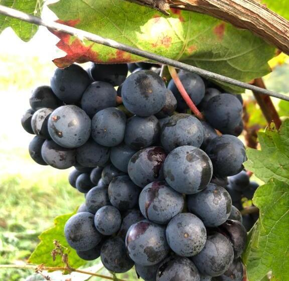 带1个卧室的带阳台的公寓, Weinquartier Kröv