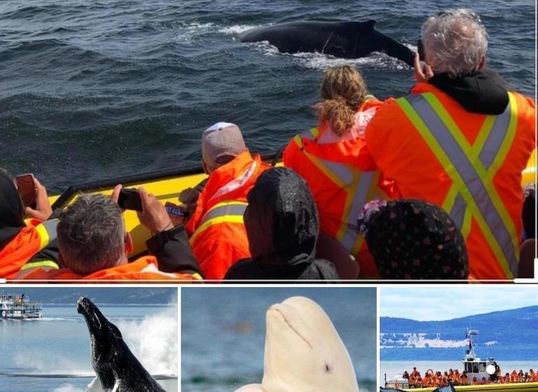 발코니가 있는 스위트, Horizon 777