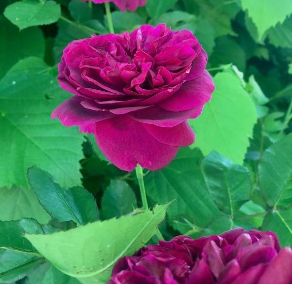 חדר סטנדרט, Monfrà   Ospitalità Rurale, Vigneti E Cantina