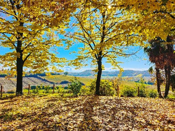 חדר סטנדרט, Monfrà   Ospitalità Rurale, Vigneti E Cantina