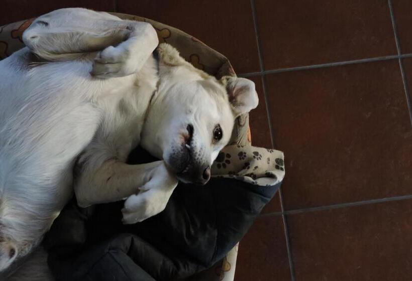 اتاق استاندارد, Da Franca