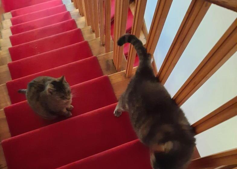 标准单人间, Villa Harmonie