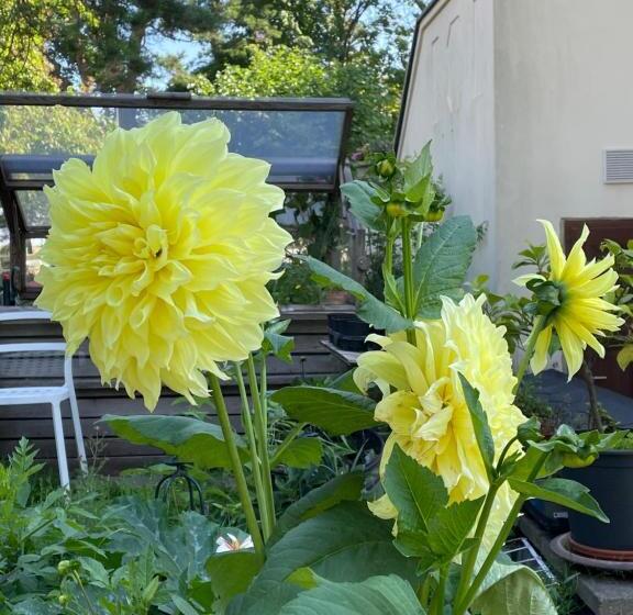 标准单人间, Villa Harmonie