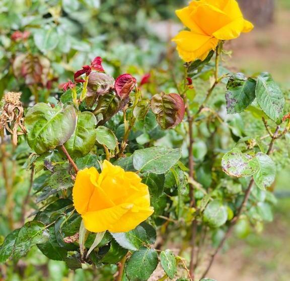 اتاق استاندارد با تخت بزرگ, Villa Porta A Colle