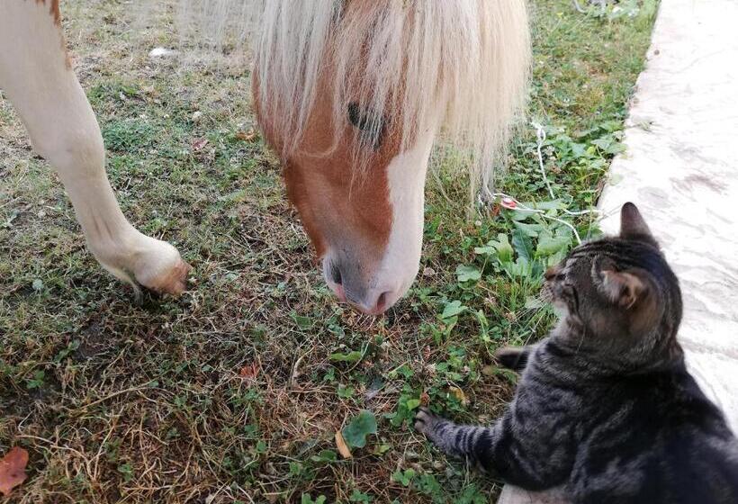 Семейный Номер, Celine Home