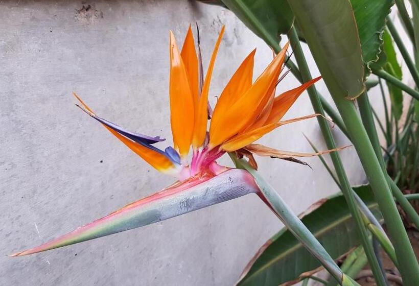 Апартаменты 1 Спальня Вид на Сад, Strelitzia Park