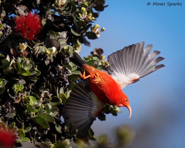 استودیوی لوکس, Kilauea House