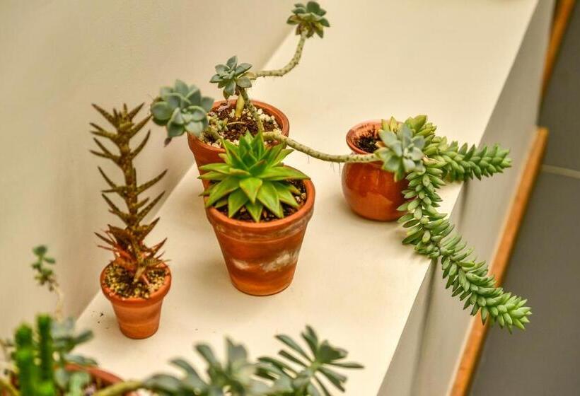 اتاق لوکس, Casa Melgar