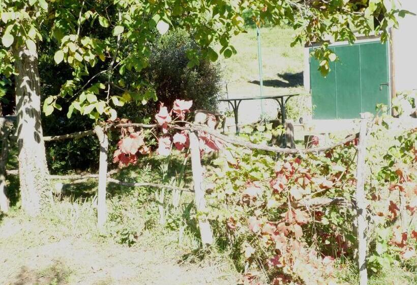 Номер Economy, Il Faggio Rosso