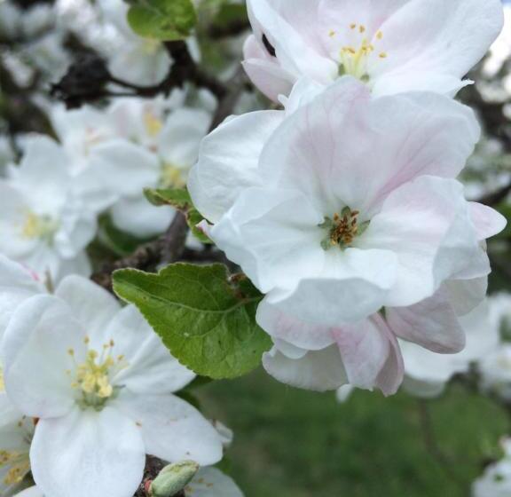 带1个卧室带花园景观的公寓, Landhaus Grete