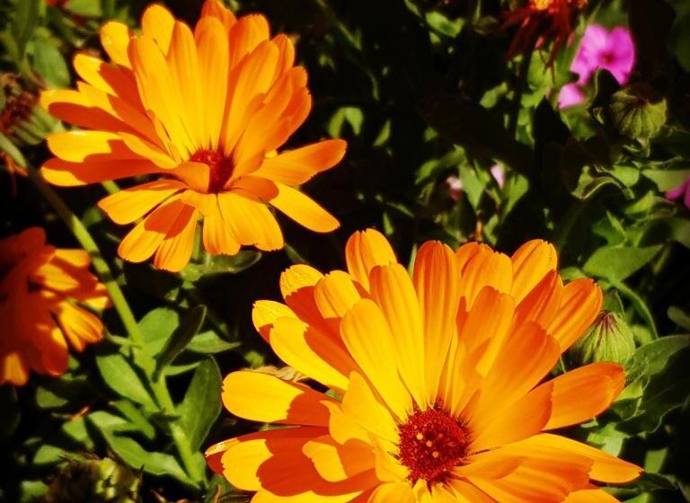 Номер Стандарт, Palazzetto Del Pittore