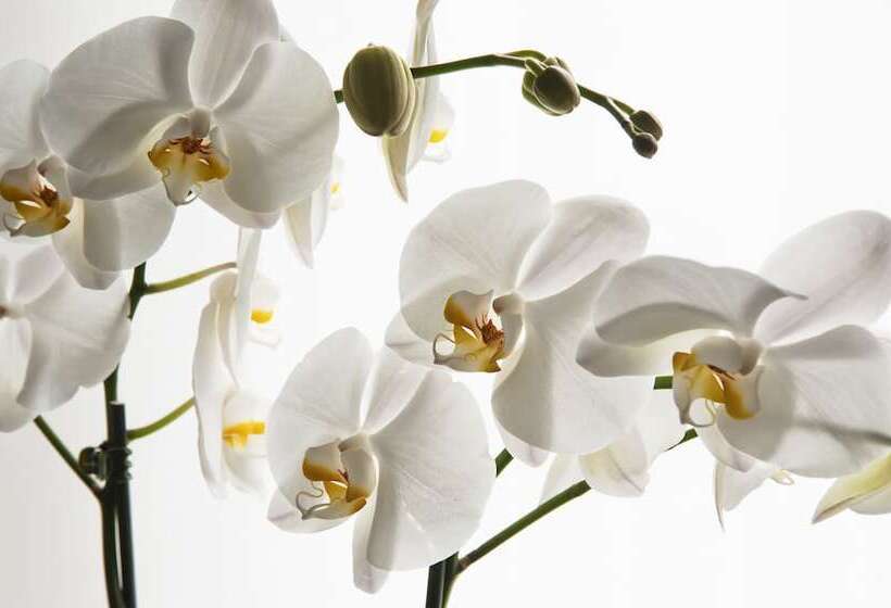 غرفة قياسية فردية, Cubo