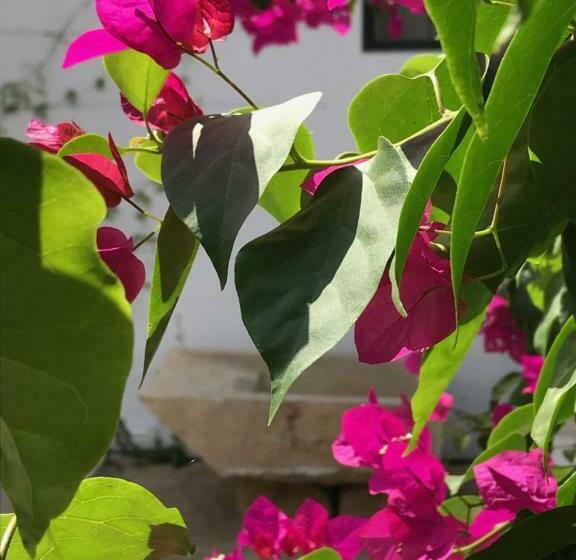 1间卧室的房子, A Gosto