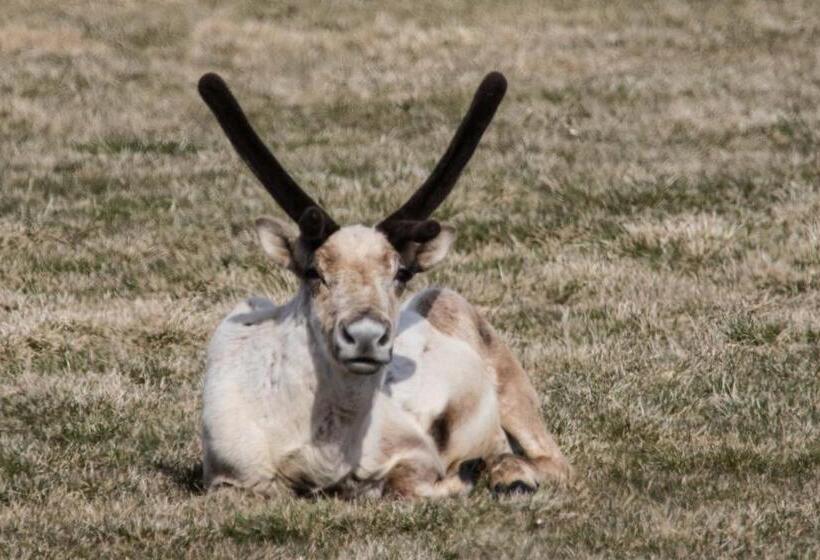 اتاق ساده سه نفره, Mjóanes Accommodation