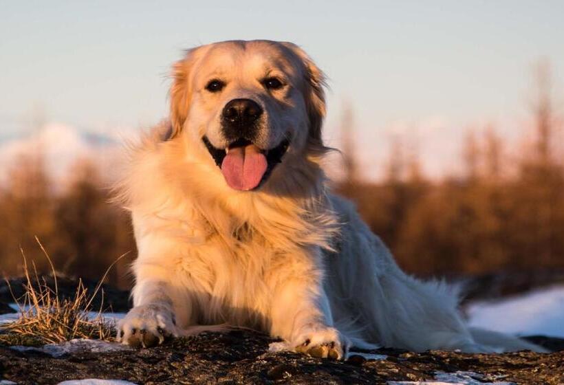 اتاق عادی یک تخته, Mjóanes Accommodation