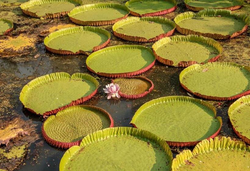 Standard Tent, Baanrai Khunya บ้านไร่คุณย่า