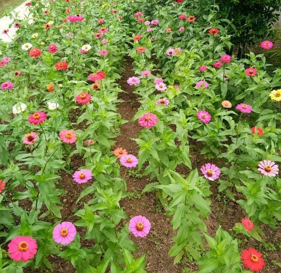 스탠다드 방갈로, Ban Suan Sukjai Mae Sariang