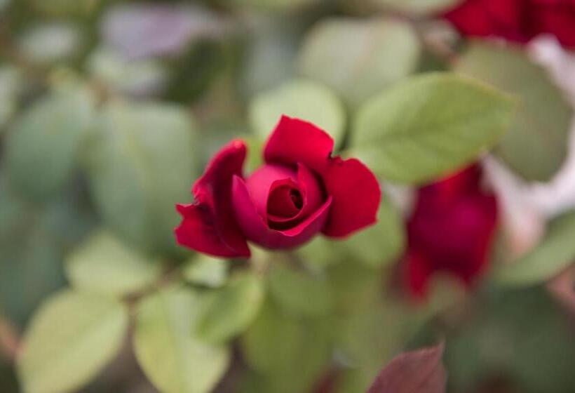 חדר סטנדרט לשלושה, Rosa Del Grappa