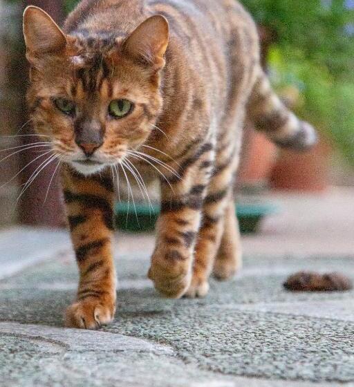 חדר סטנדרט עם מיטת קינג, Waterfield House B&b