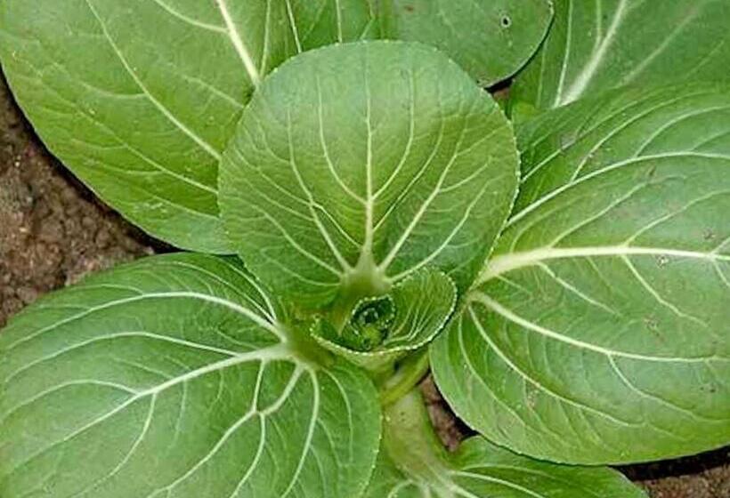 דירת חדר נוף לגינה, Quinta Dos Sabores Farm Houses