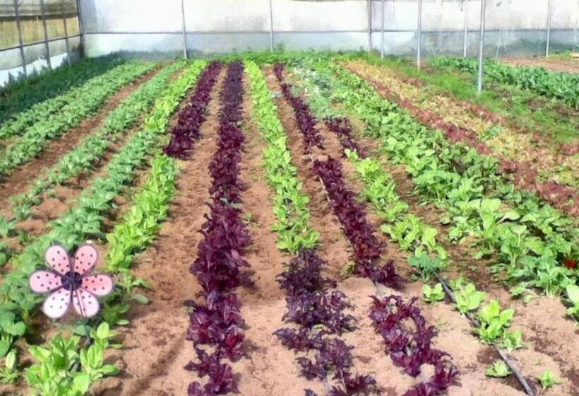 Апартаменты 1 Спальня Вид на Сад, Quinta Dos Sabores Farm Houses