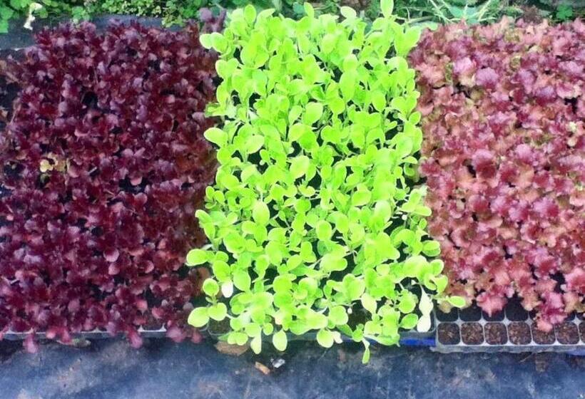 דירת חדר נוף לגינה, Quinta Dos Sabores Farm Houses