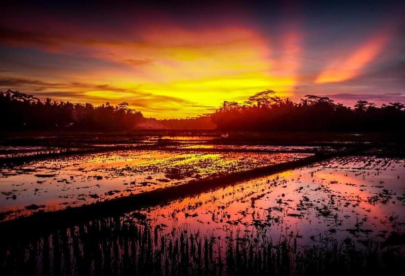 スタンダードバンガロー, Bale Ku