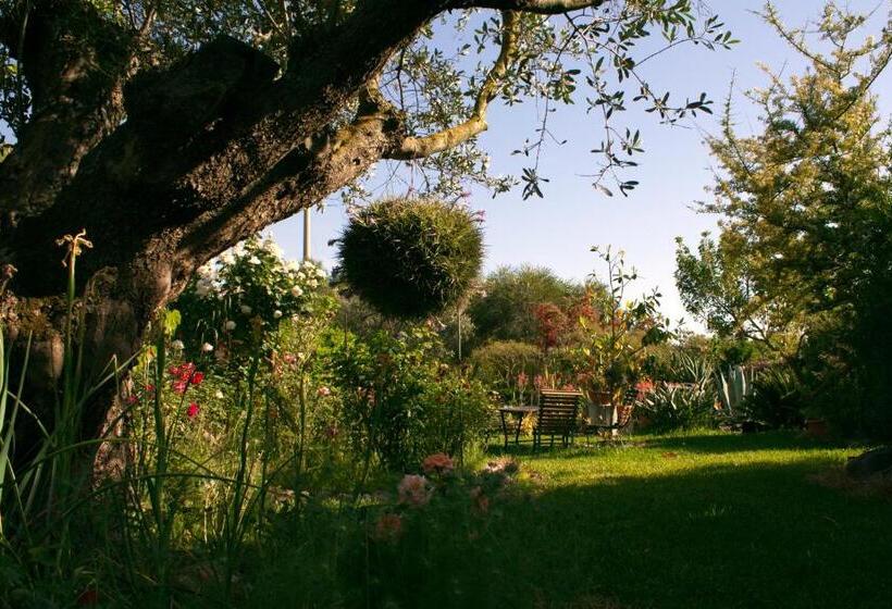 标准间, Il Vecchioliveto Di Ornella