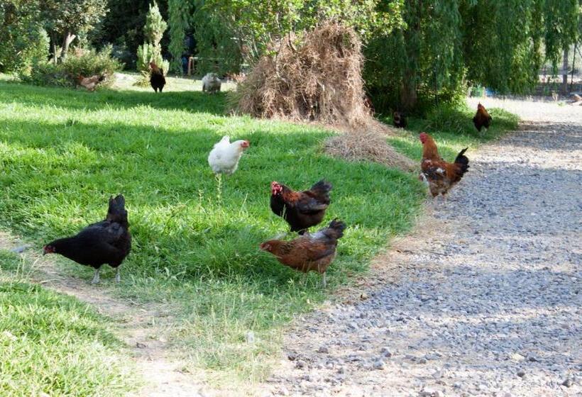 四人标准间, Il Vecchioliveto Di Ornella