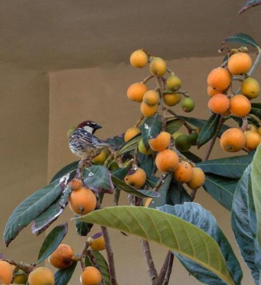 标准三人间, Il Vecchioliveto Di Ornella