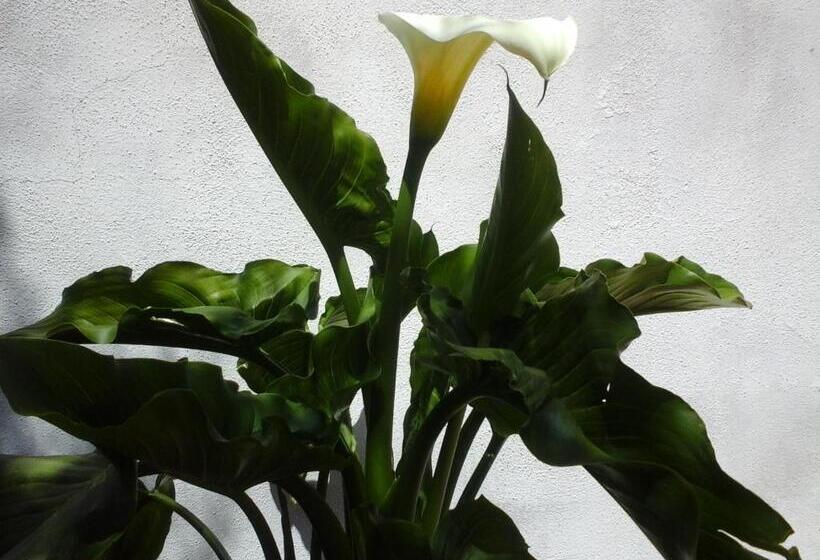 Standard Room, Affittacamere Valverde Di Pittalis Francesco