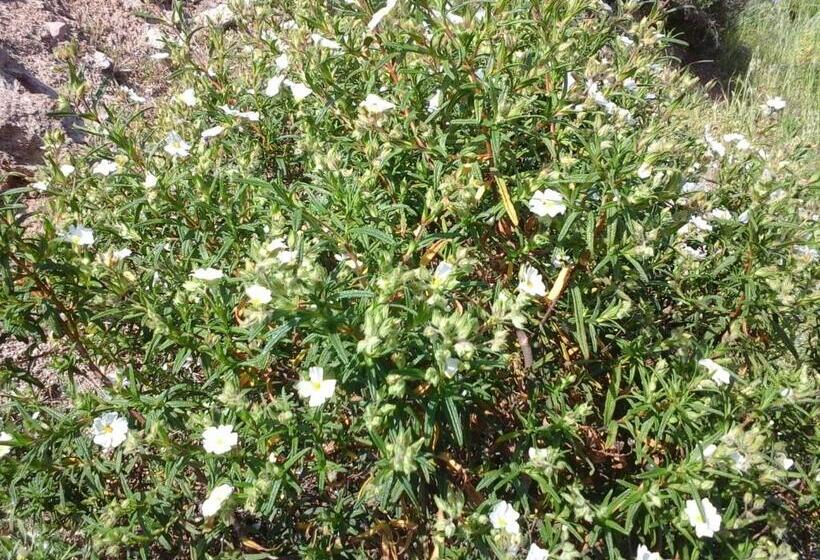 Standard Room, Affittacamere Valverde Di Pittalis Francesco