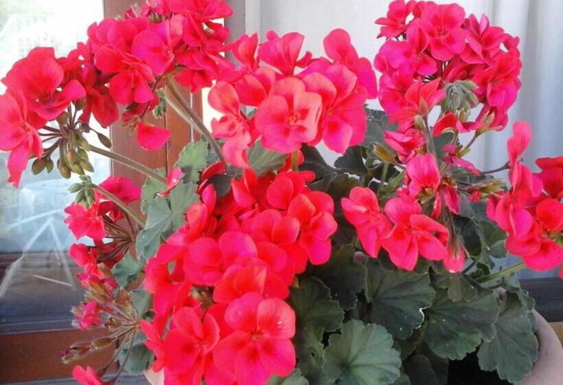 Standard Room, Affittacamere Valverde Di Pittalis Francesco