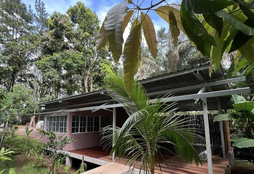 豪华洋房, Monkey Lodge Panama