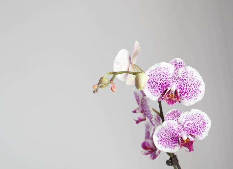 标准单人间, Alix Boutique