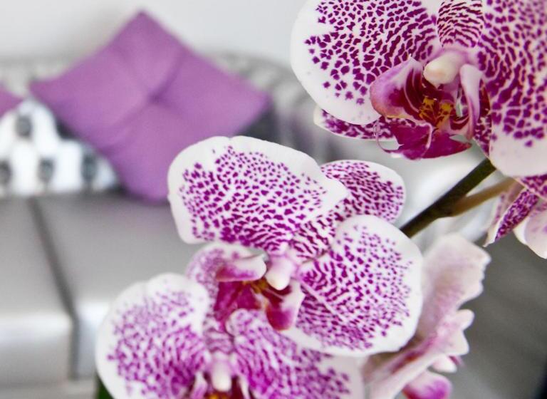 套房, Alix Boutique