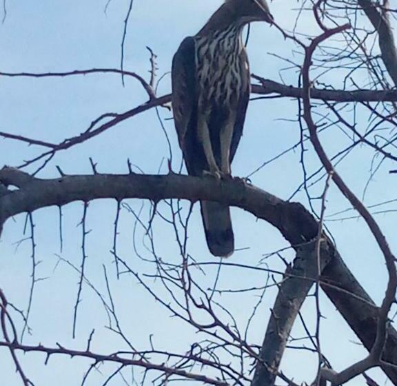 标准间带阳台, Coconut Island Yala