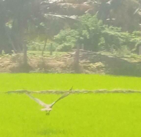 标准间带阳台, Coconut Island Yala
