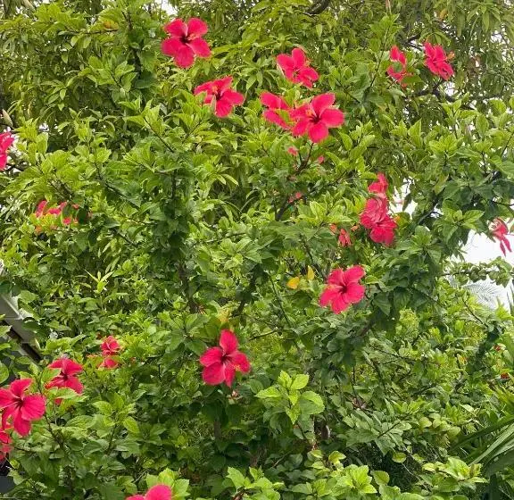 اتاق استاندارد با چشمانداز باغ, Tides Dhigurah