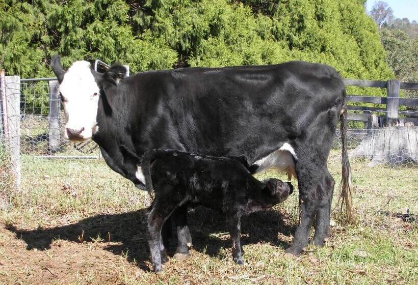 Номер Стандарт, Yasuragi Cabins