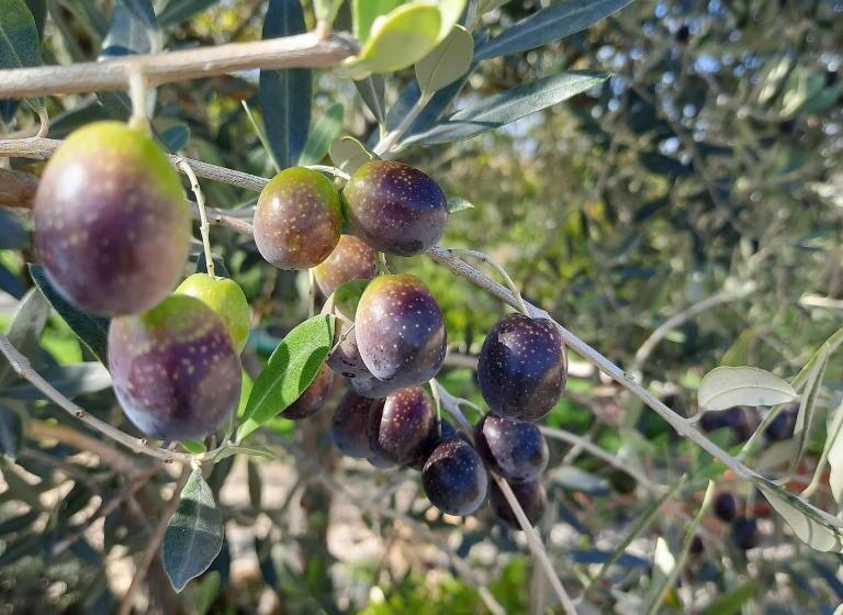 דירת חדר נוף לגינה, Agriturismo I Ceppi