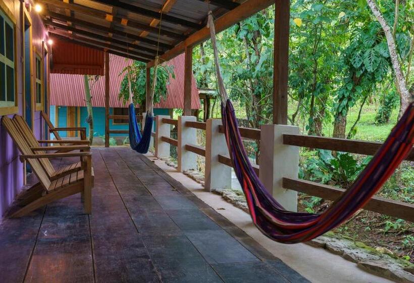 اتاق استاندارد, Greengos