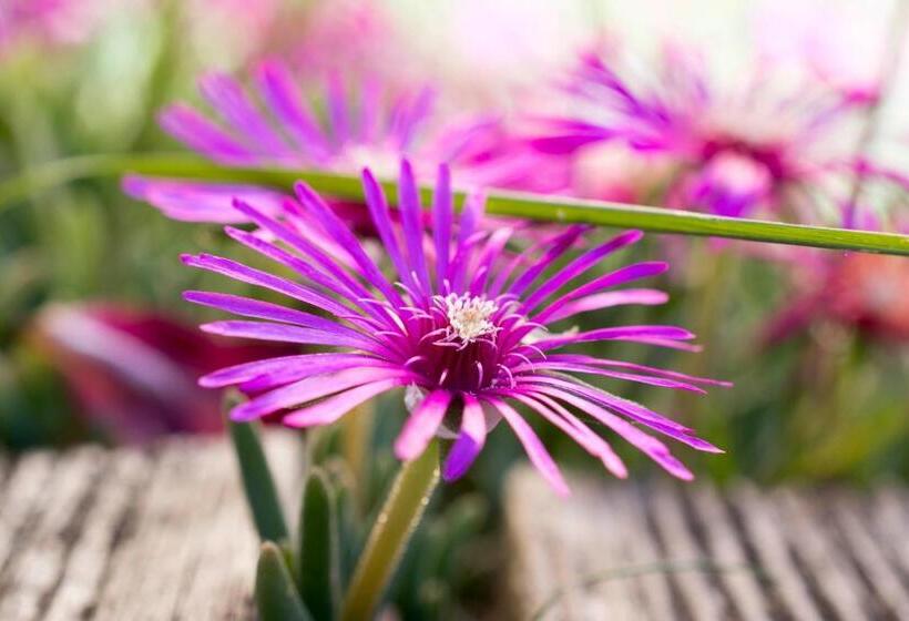 غرفة قياسية مطلّة علي الحديقة, Belliloire, Chambre à La Campagne