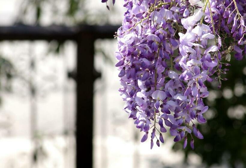 이코노미 룸, Theopisti