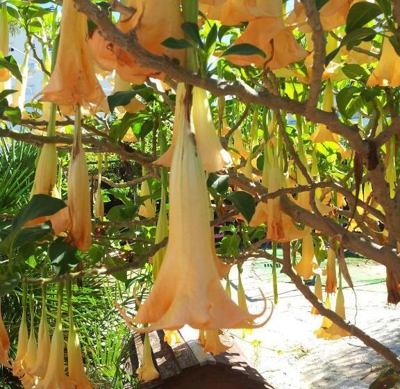 חדר סטנדרט, El Tio Mateo