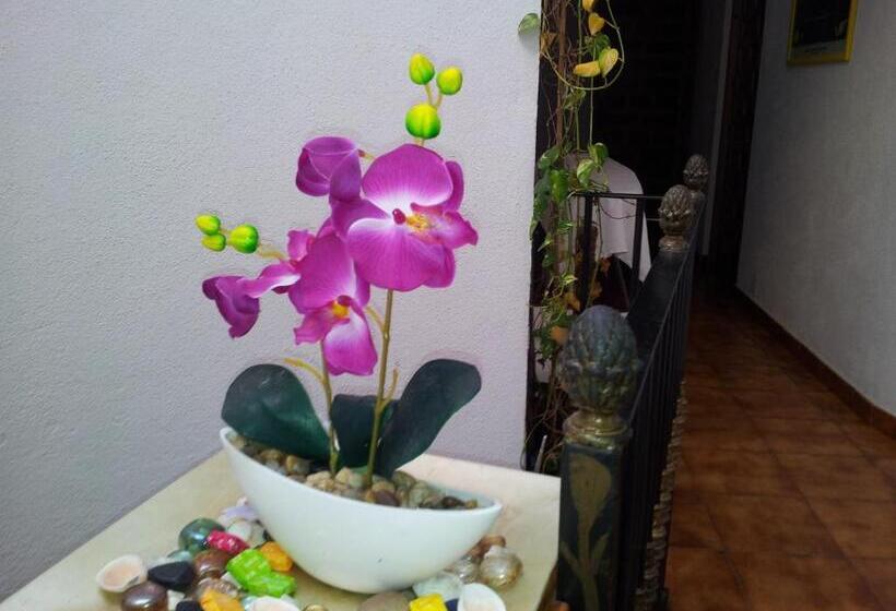 חדר סטנדרט, El Tio Mateo