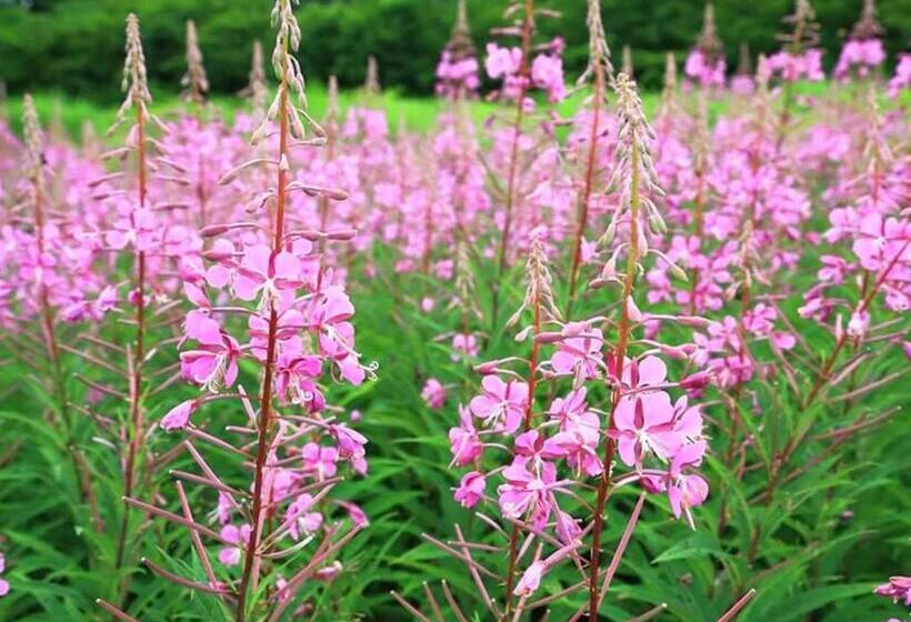 استودیوی استاندارد, Oyado Fubuki   Vacation Stay 45512v