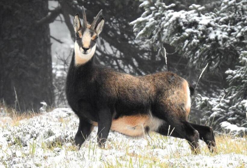 کلبه ییلاقی سوپریور یک خوابه, Holiday Chalet Alpine Dreams