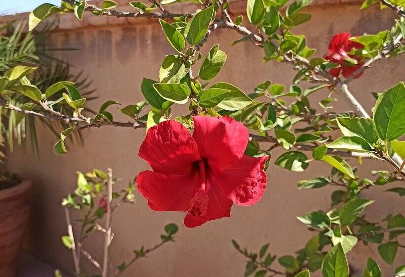 סוויטה משפחתית, Riad Taroudant