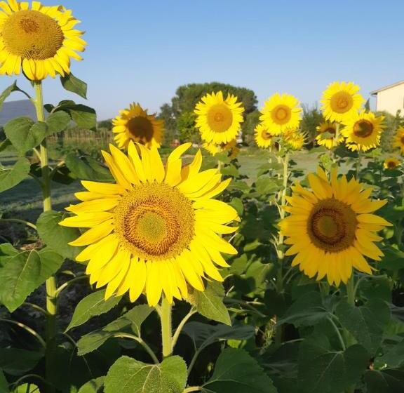 اتاق استاندارد, Girasole